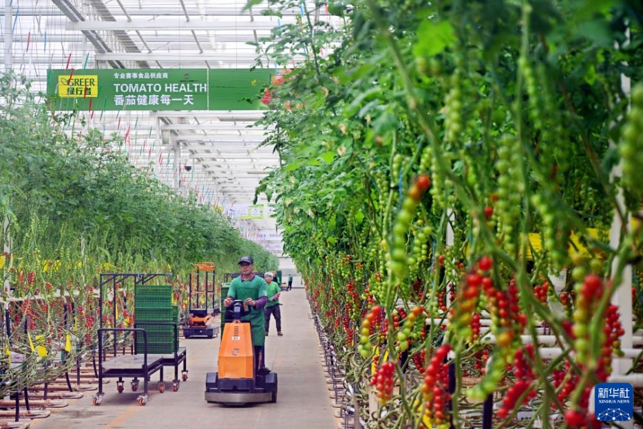 スマート施設(shè)を活用した農(nóng)業(yè)を大々的に発展させる山東省萊西市