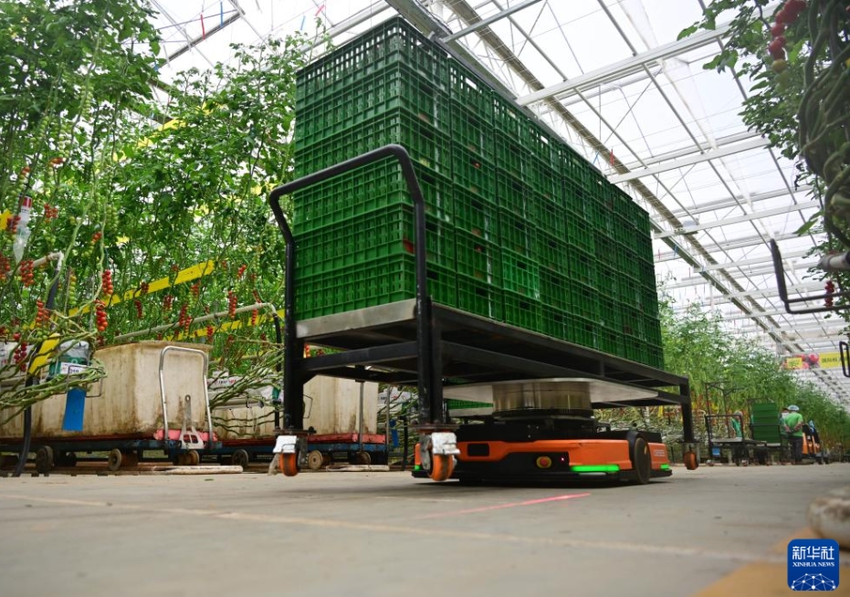 スマート施設(shè)を活用した農(nóng)業(yè)を大々的に発展させる山東省萊西市