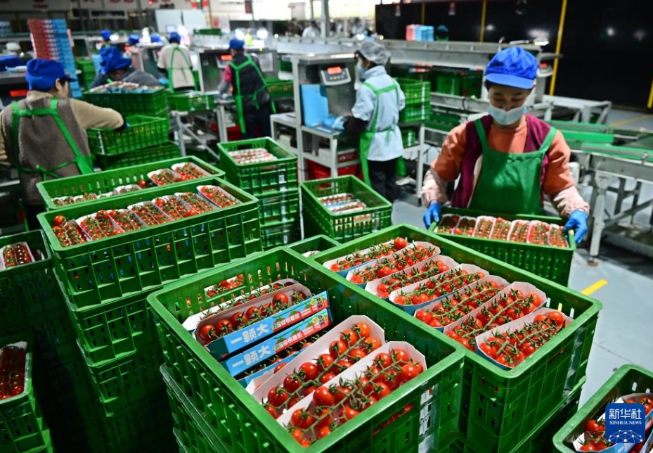 スマート施設(shè)を活用した農(nóng)業(yè)を大々的に発展させる山東省萊西市