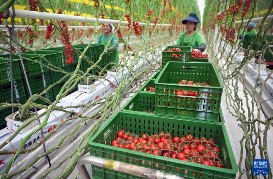 スマート施設(shè)を活用した農(nóng)業(yè)を大々的に発展させる山東省萊西市