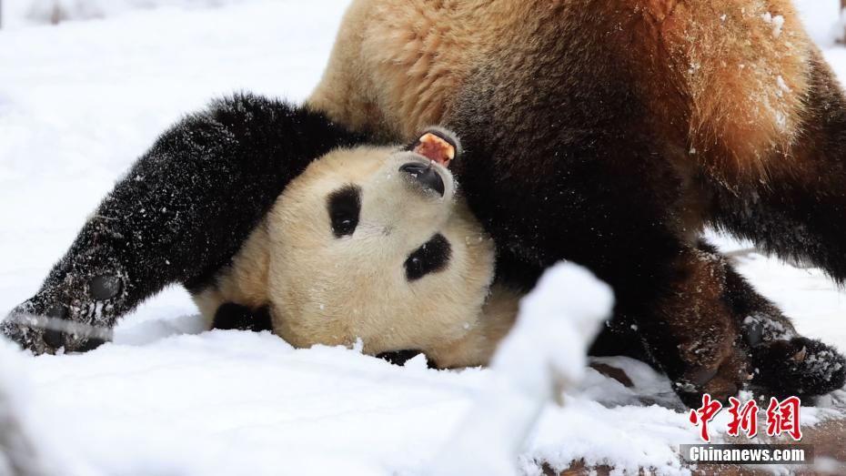 陝西?秦嶺山區(qū)のパンダ　春の雪に大はしゃぎ