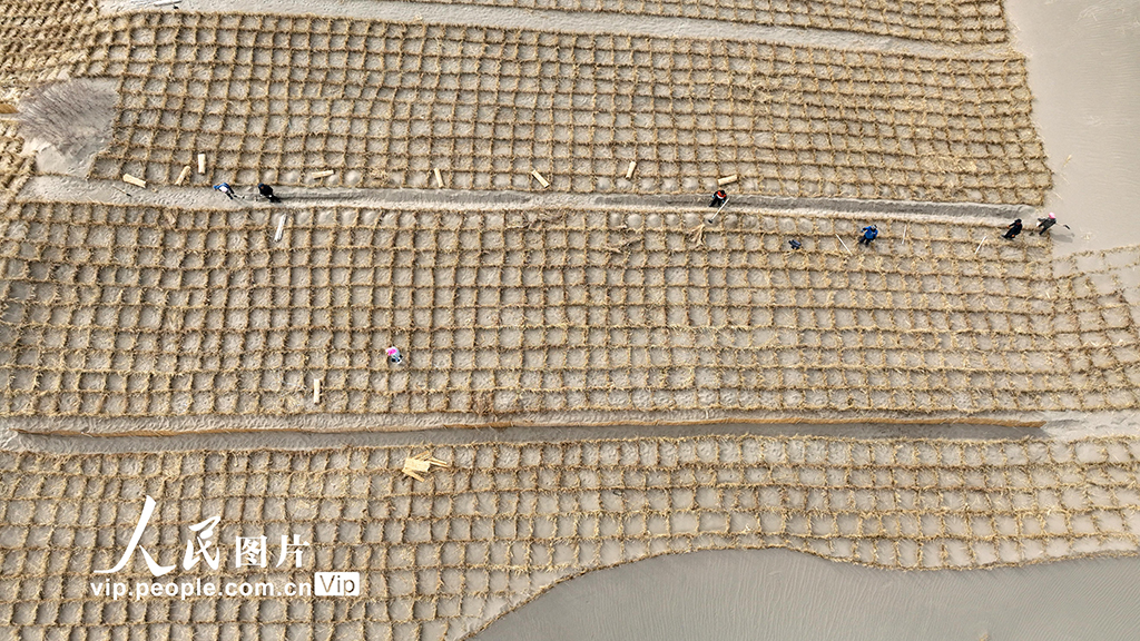 砂漠化を抑制し、緑の故郷を守る作業(yè)を続ける甘粛省金塔