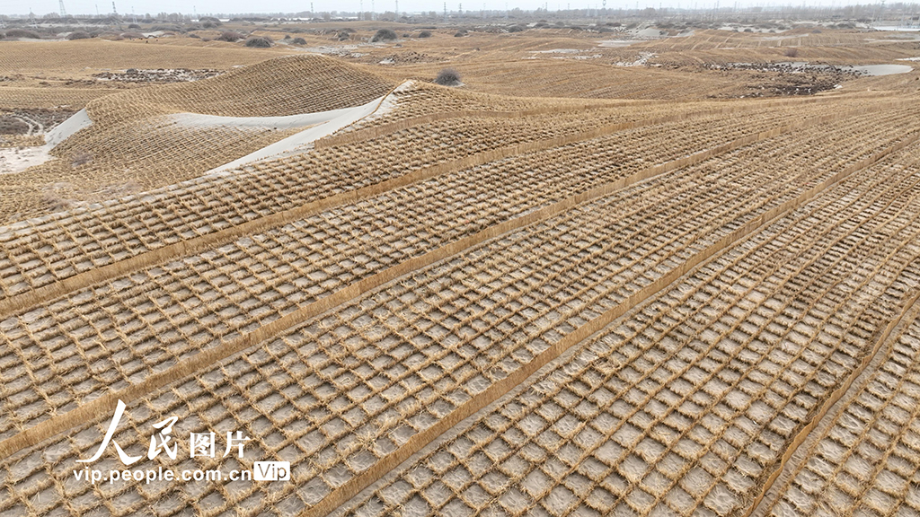 砂漠化を抑制し、緑の故郷を守る作業(yè)を続ける甘粛省金塔