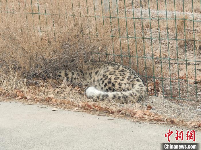 3月5日、職員が保護(hù)區(qū)內(nèi)で確認(rèn)した休憩しているユキヒョウ（撮影?尚文忠）。