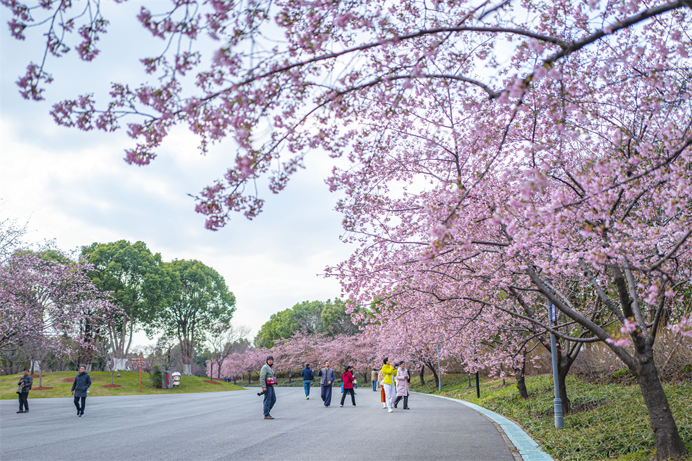 第15回上海さくら祭りが間もなく開幕（撮影?王初）。