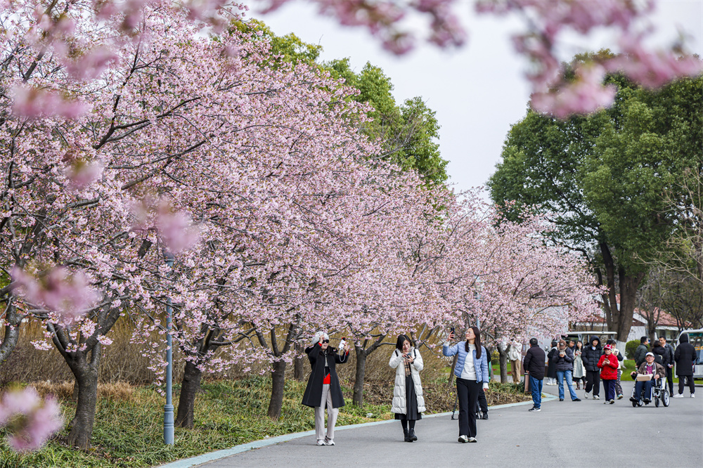 第15回上海さくら祭りが間もなく開幕（撮影?王初）。