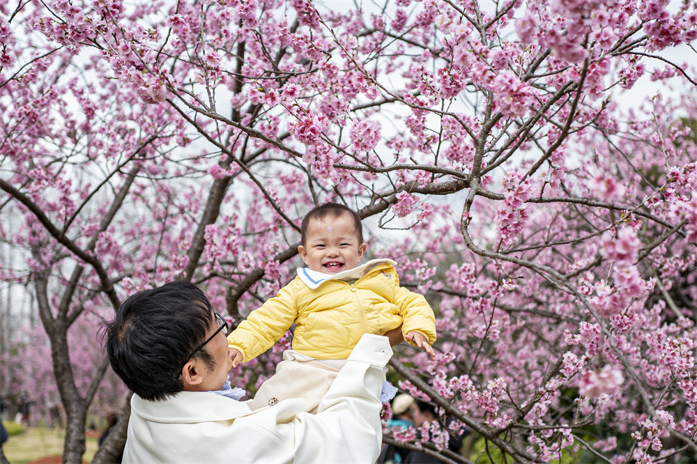第15回上海さくら祭りが間もなく開幕（撮影?王初）。