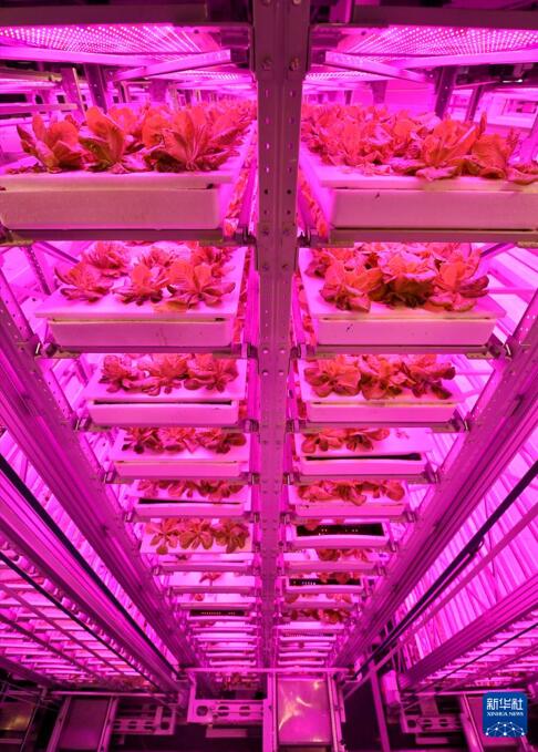 1年で15回収穫可能！無人植物工場が未來の農(nóng)業(yè)を切り開く