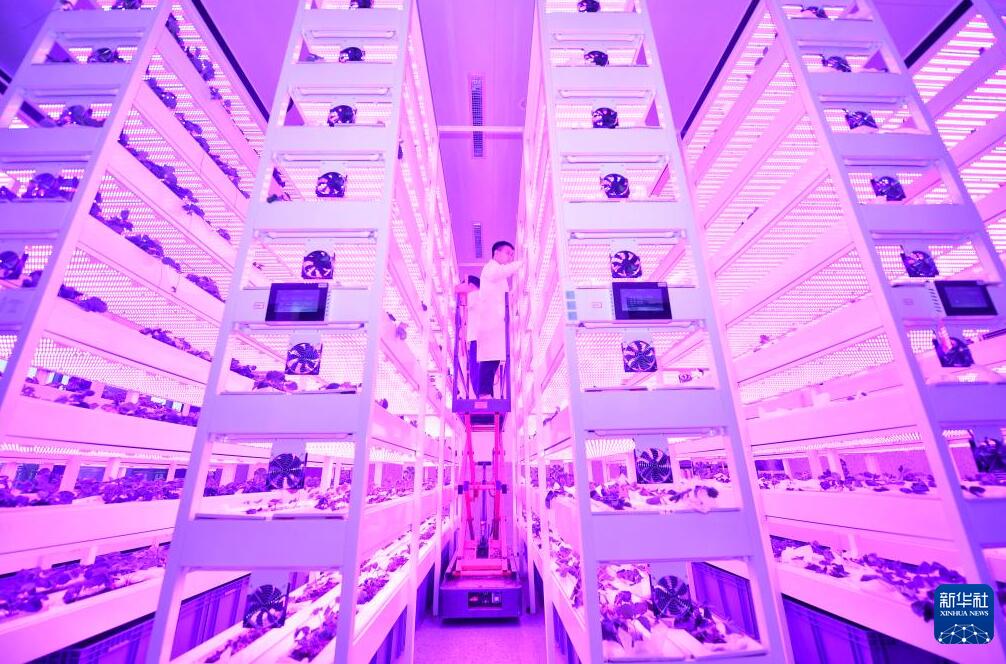 1年で15回収穫可能！無人植物工場が未來の農(nóng)業(yè)を切り開く