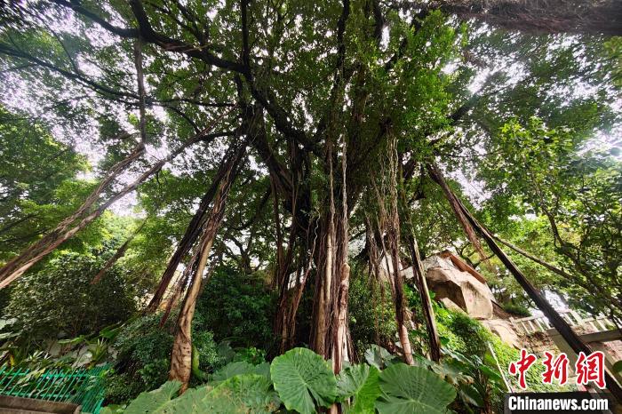 福建省福州市の市の木?ガジュマル