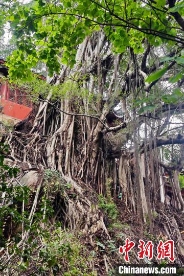 福建省福州市の市の木?ガジュマル