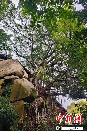 福建省福州市の市の木?ガジュマル