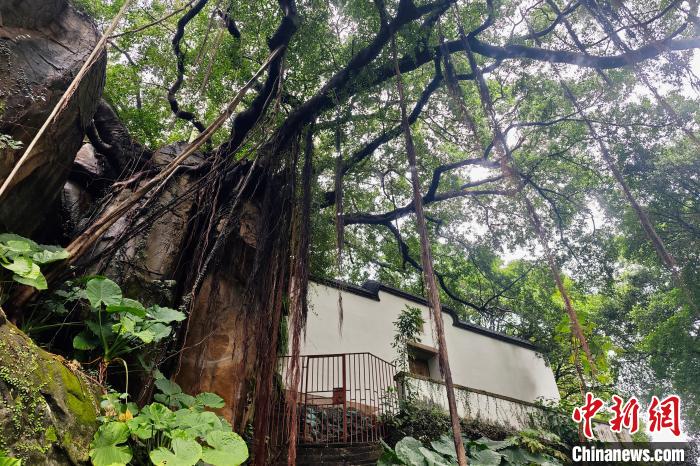 福建省福州市の市の木?ガジュマル