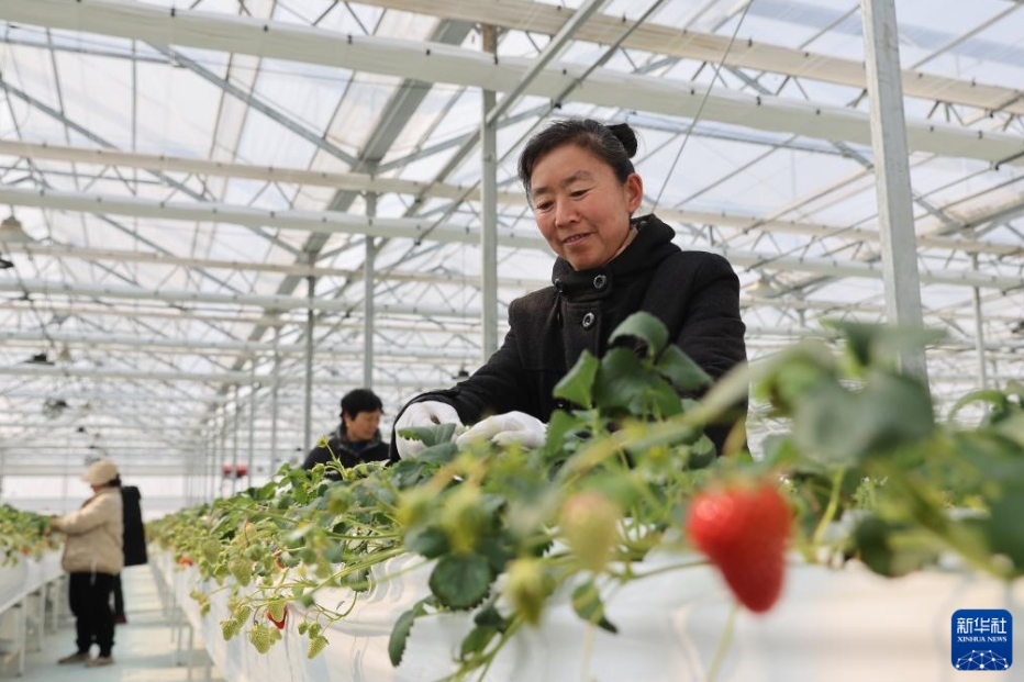 農(nóng)村振興の新たな活力を注入する産業(yè)発展　江蘇省盱眙