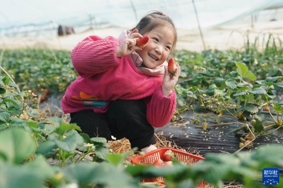 農(nóng)村振興の新たな活力を注入する産業(yè)発展　江蘇省盱眙