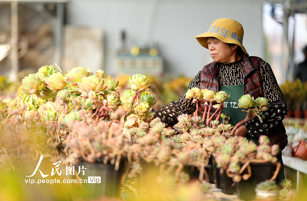 農(nóng)村振興に寄與する花卉栽培　山東省青島