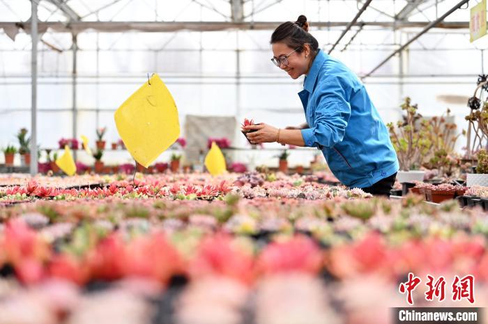甘粛省蘭州市紅古區(qū)にある鑫源現(xiàn)代農(nóng)業(yè)科技モデル園の溫室で、多肉植物の世話をする職員（3月12日撮影?九美旦増）。