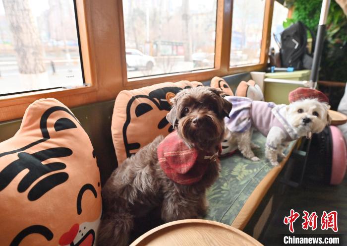 ペットと一緒に楽しむ路面電車　吉林省長(zhǎng)春