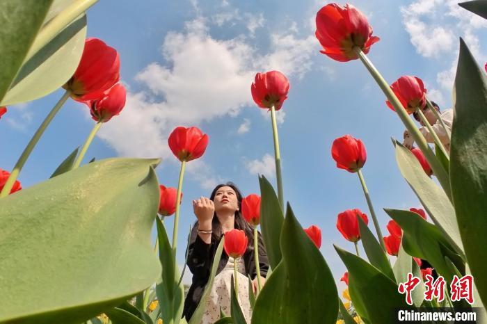 満開を迎えた數(shù)十萬本のチューリップ　湖南省長沙