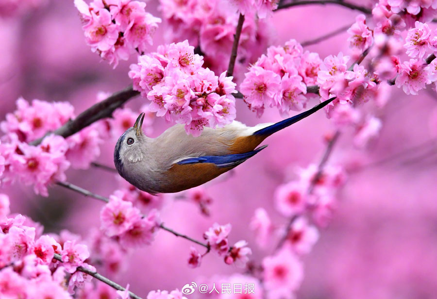 春爛漫の美しい花鳥図　貴州省