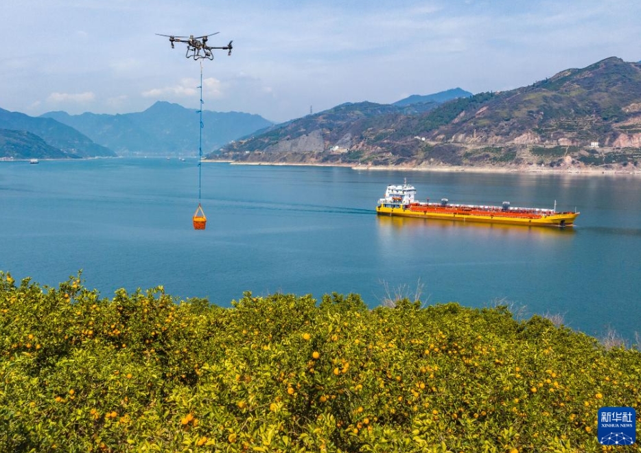 ネーブルオレンジの春の収穫スタート　湖北省秭帰