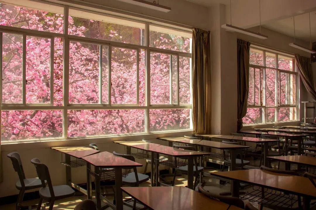 【音聲ニュース】中國各地の高等教育機関で春の花が次々開花