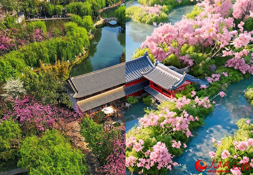 実寫とAIで楽しむ春の桜　雲(yún)南省昆明