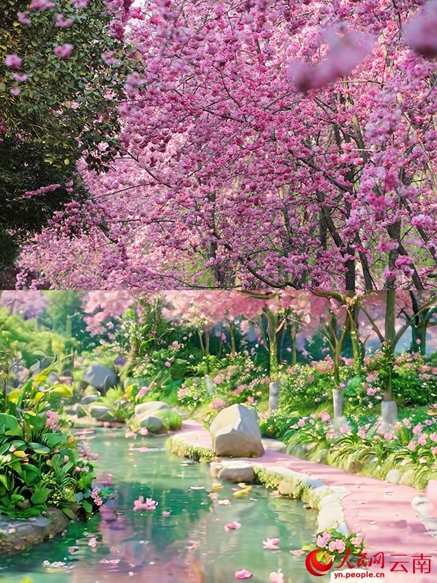 実寫とAIで楽しむ春の桜　雲(yún)南省昆明
