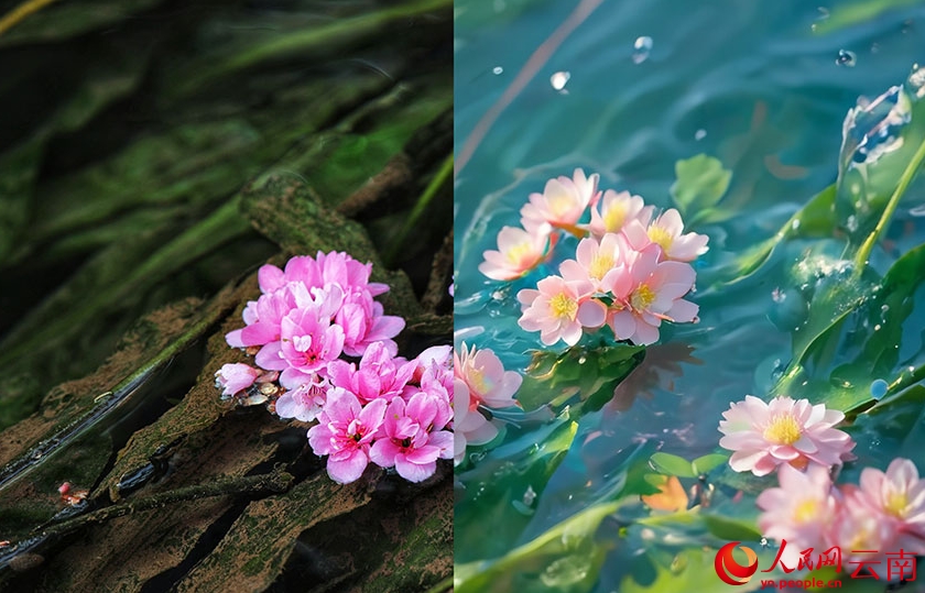 実寫とAIで楽しむ春の桜　雲(yún)南省昆明