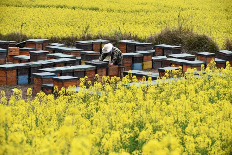 肇興侗寨の菜の花畑で巣箱をチェックする養(yǎng)蜂家（撮影?楊文斌）。