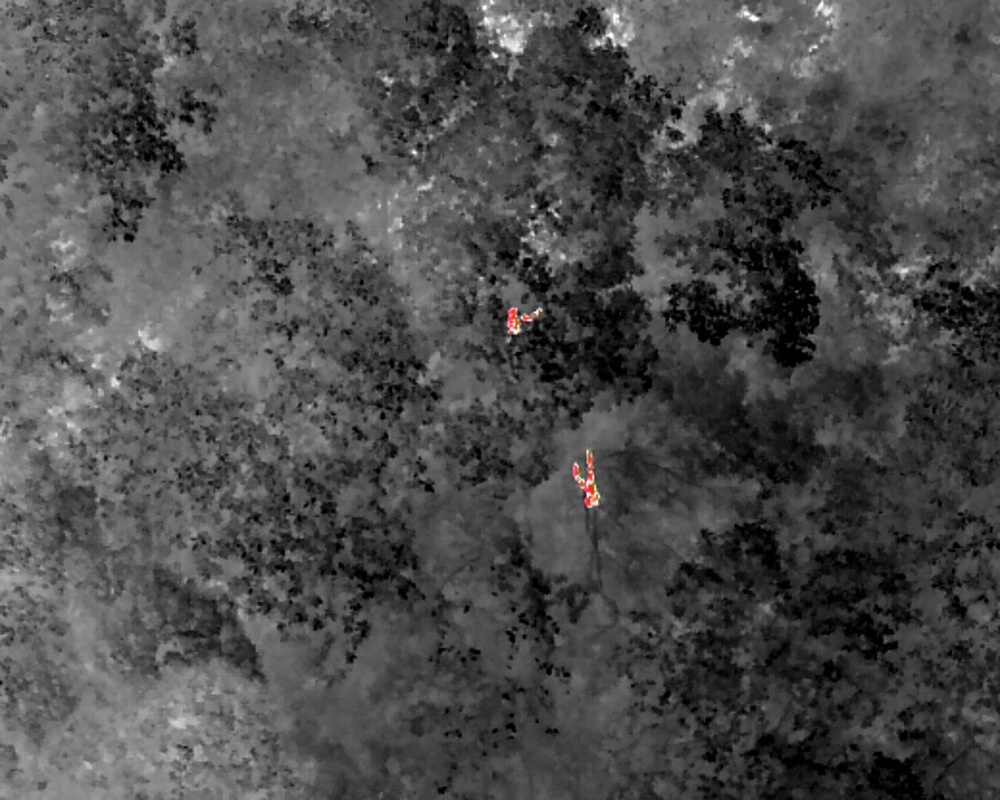 サーマルカメラで撮影されたカンムリテナガザル（寫真提供?雲(yún)南哀牢山國家級(jí)自然保護(hù)區(qū)鎮(zhèn)沅管理?保護(hù)局）。