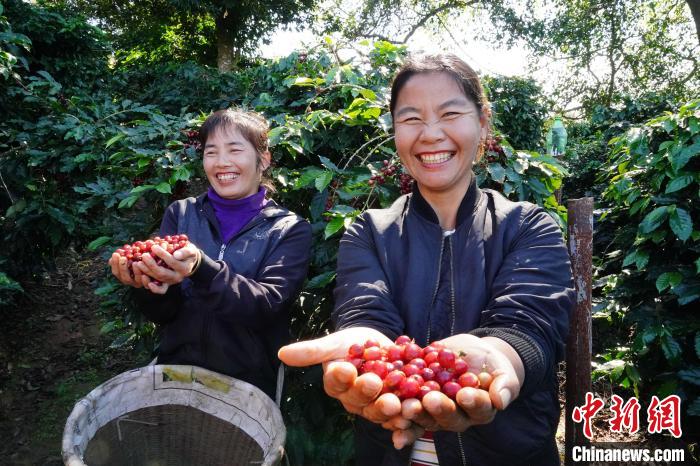 世界に漂う雲(yún)南産コーヒーの香り