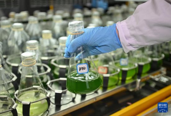 中國科學院成都生物研究所の実験室で20日、微細藻類培養(yǎng)狀況を観察する合成微生物群?汚水資源化イノベーションチームの科學研究者。 撮影?劉坤