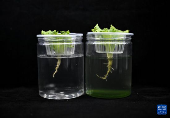 藻類溶液で培養(yǎng)した野菜の根（右）の成長狀況は、きれいな水よりも優(yōu)れている（20日撮影）。 撮影?劉坤