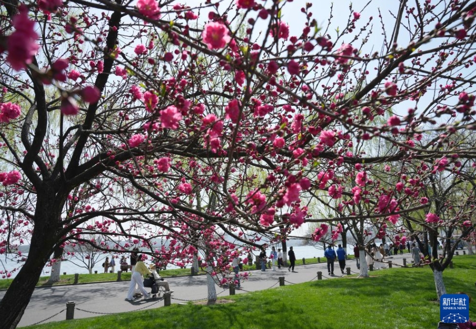 中國(guó)各地で春の花見(jiàn)シーズン到來(lái)