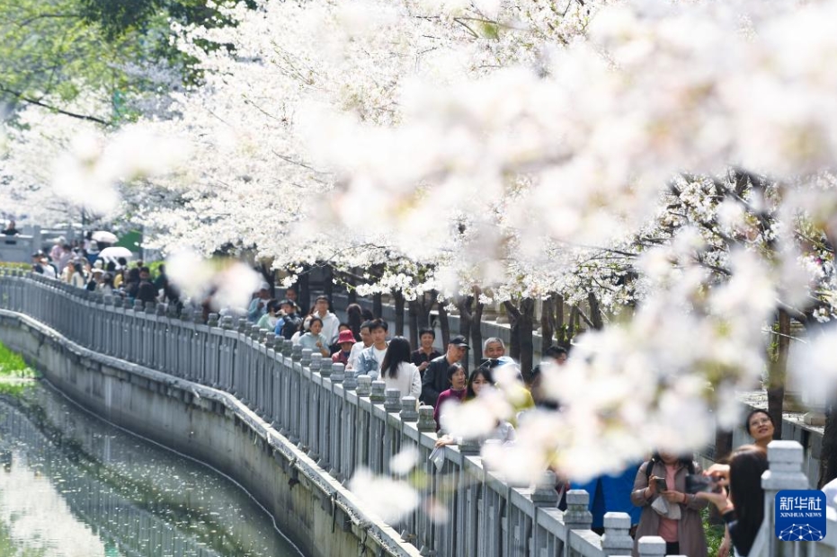 中國各地で春の花見シーズン到來