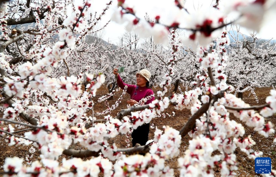 中國各地で春の花見シーズン到來