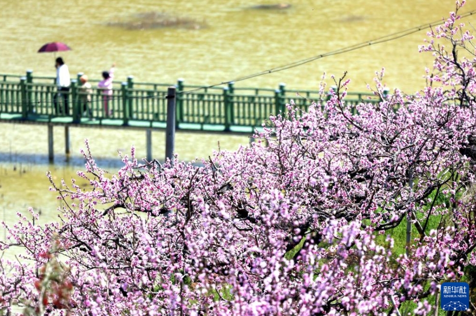 中國各地で春の花見シーズン到來