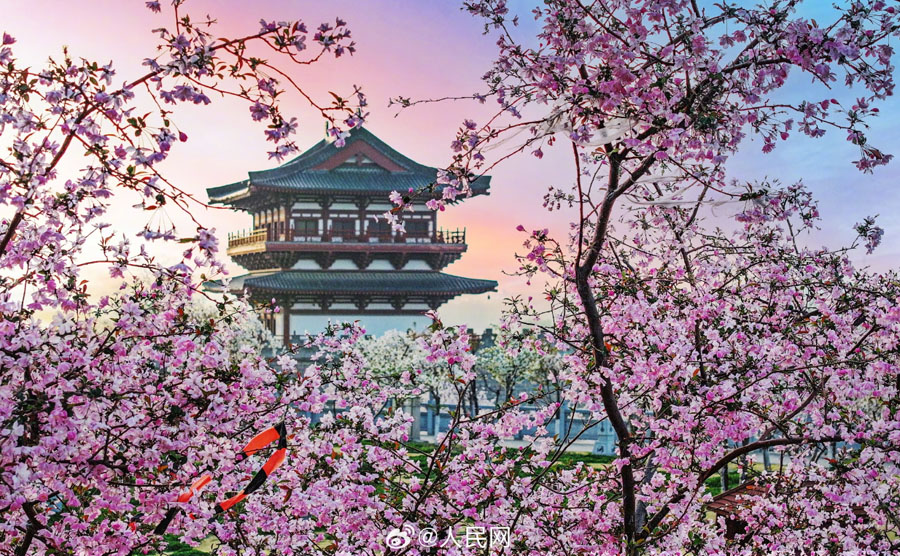 満開(kāi)の花と洛陽(yáng)の歴史ある建築物の美しいコラボ