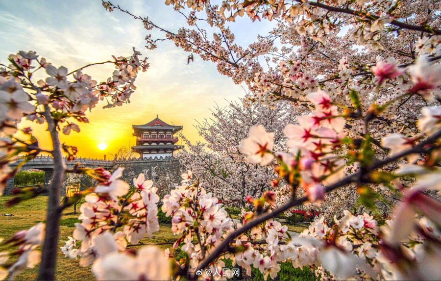 満開(kāi)の花と洛陽(yáng)の歴史ある建築物の美しいコラボ