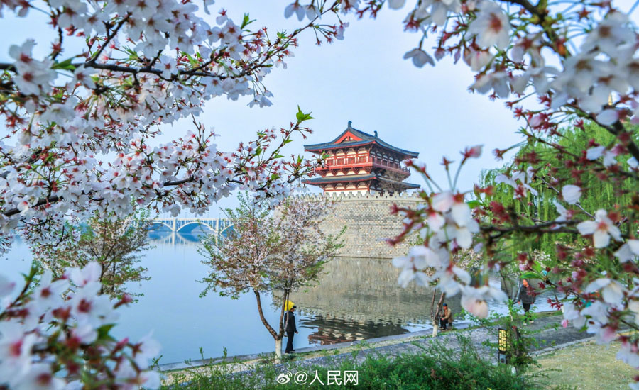 満開の花と洛陽(yáng)の歴史ある建築物の美しいコラボ