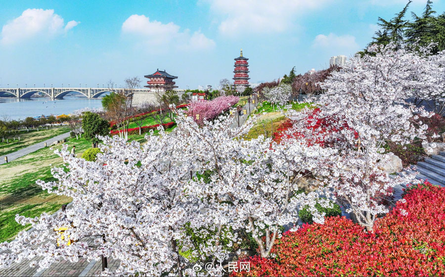 満開の花と洛陽の歴史ある建築物の美しいコラボ