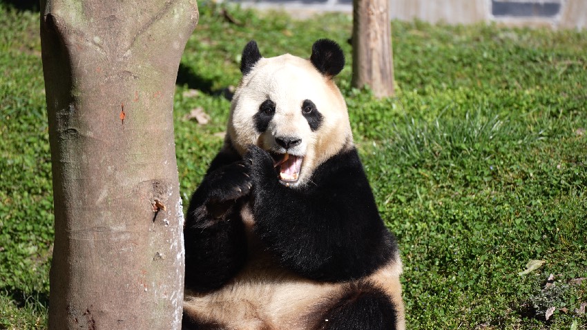 ジャイアントパンダ「福寶」（畫像提供·中國(guó)ジャイアントパンダ保護(hù)研究センター）。