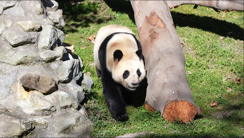 ジャイアントパンダ「福寶」（畫像提供·中國(guó)ジャイアントパンダ保護(hù)研究センター）。