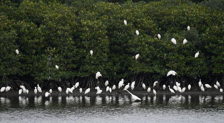 海南東寨港國(guó)家級(jí)自然保護(hù)區(qū)で羽を休めるサギ（撮影?楊冠宇）。