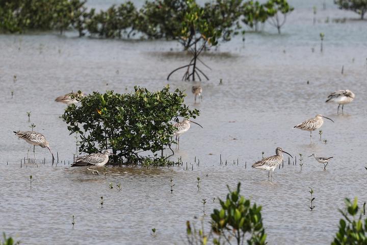 海南新盈マングローブ林國(guó)家濕地公園で、のんびりと餌を食べる渡り鳥(niǎo)（撮影?張麗蕓）。