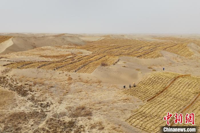 ドローンで築く「砂防の長城」　甘粛省金塔