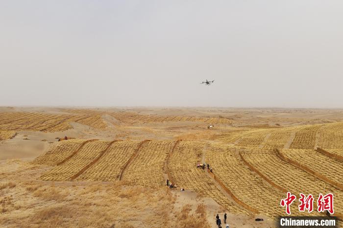 ドローンで築く「砂防の長城」　甘粛省金塔