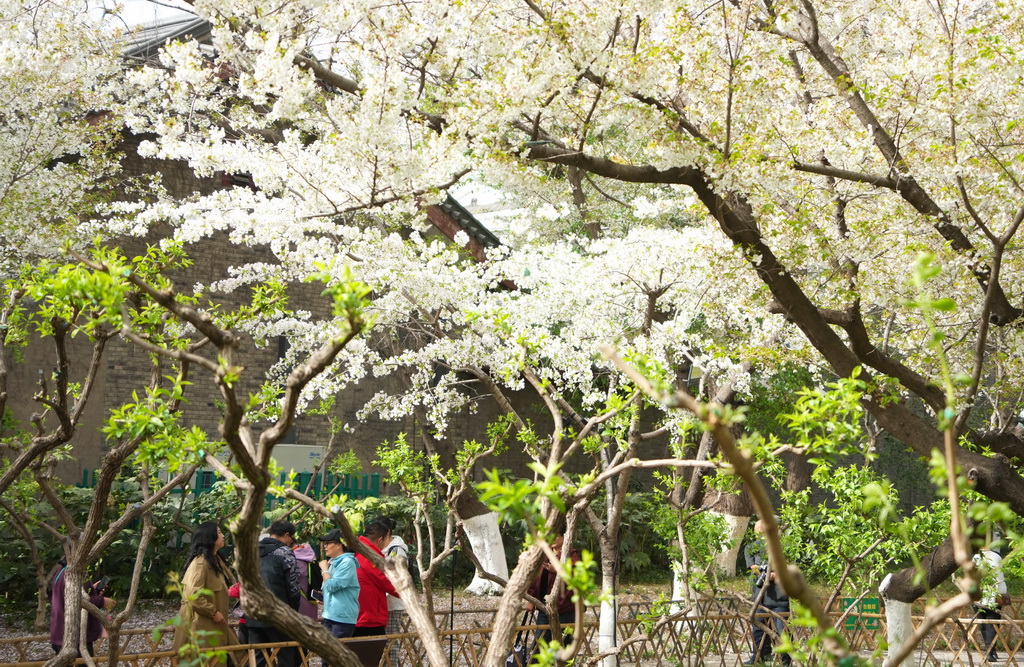 春の行楽日和を満?jiǎn)摔工肴恕∩綎|省済南