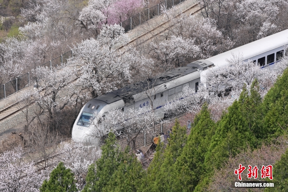 北京の居庸関長(zhǎng)城の麓で咲き亂れる花の合間を縫うように走る北京市郊外鉄道S2號(hào)線の列車(chē)（3月26日撮影?張祥毅）。